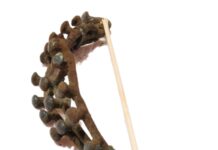 Zapinka z ciszy ziemi