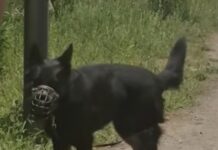 Przywiązał psa do drzewa bez wody i cienia. Właściciel skazany